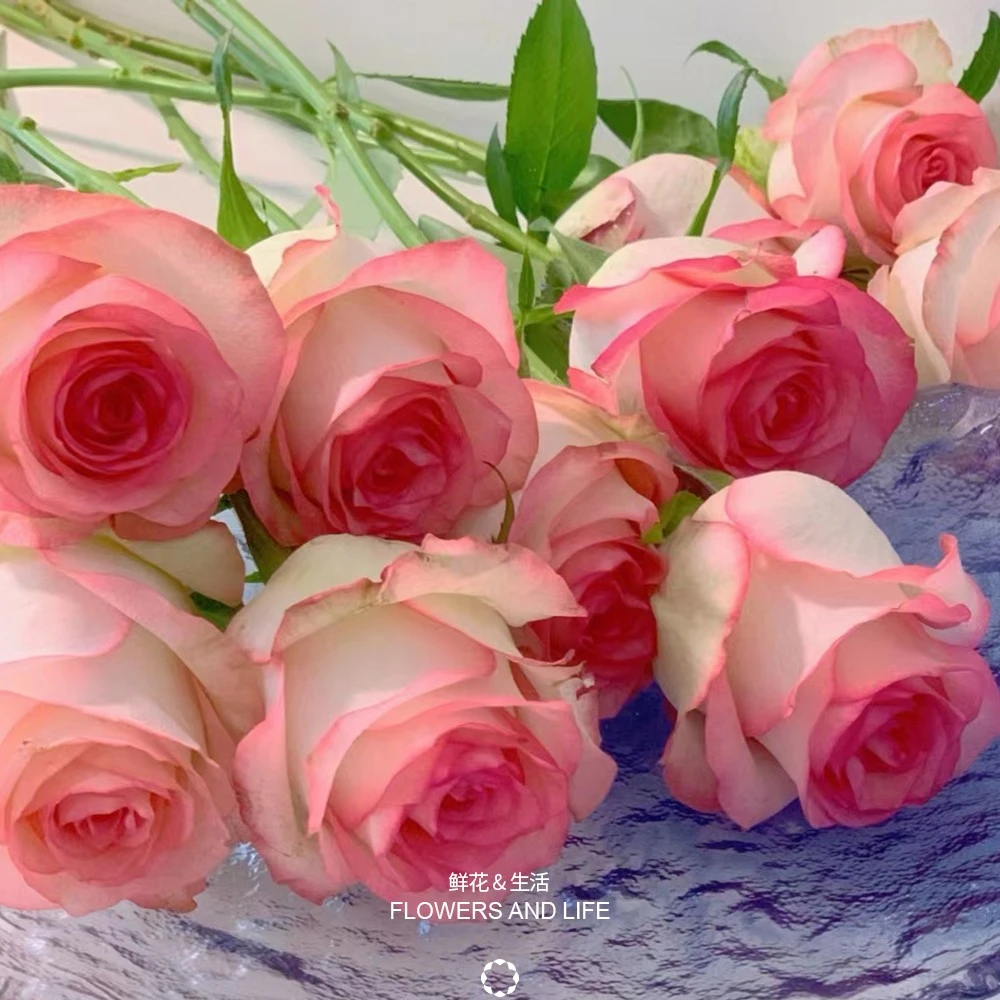 爱莎单头玫瑰云南鲜花基地直发适合客厅装饰水养鲜花