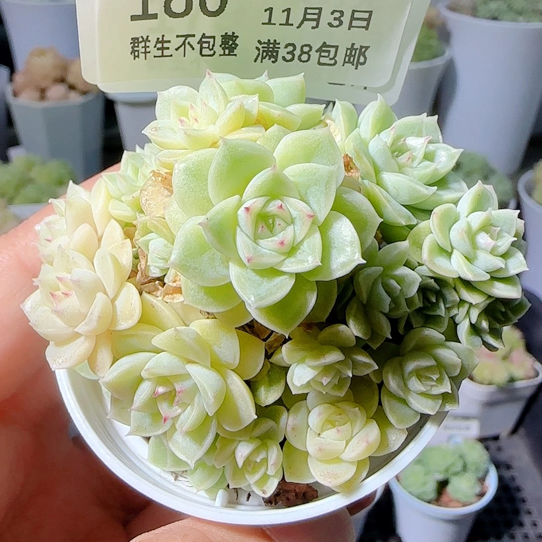 小***新1103-180ppt-31麦杆