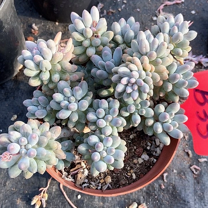 多肉植物手指b 35