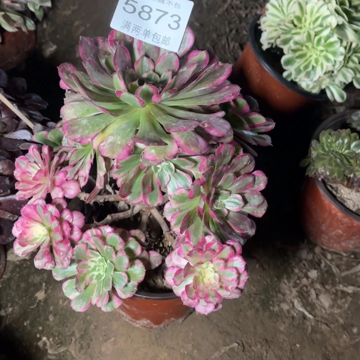 5873霁月的人多肉豆