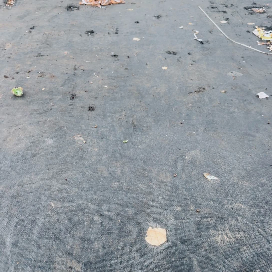 珍妮种子五十粒量拍