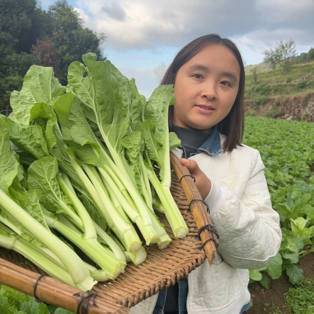 贵州高山上新鲜白菜苔可白灼的美味蔬菜