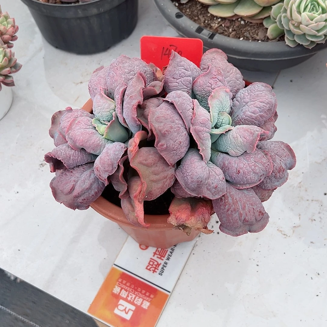 蕊*1470男爵多肉植物