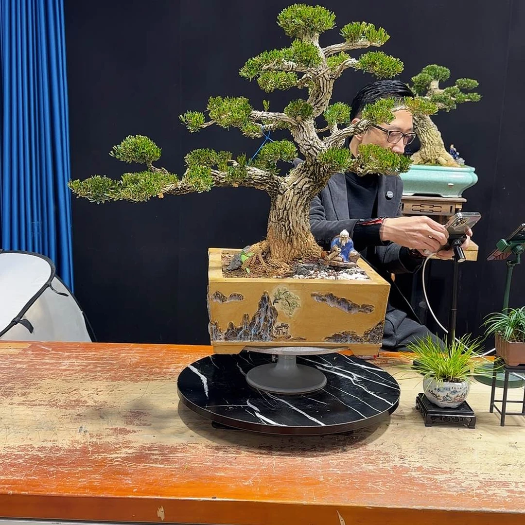 黄杨室内室外盆景艺术