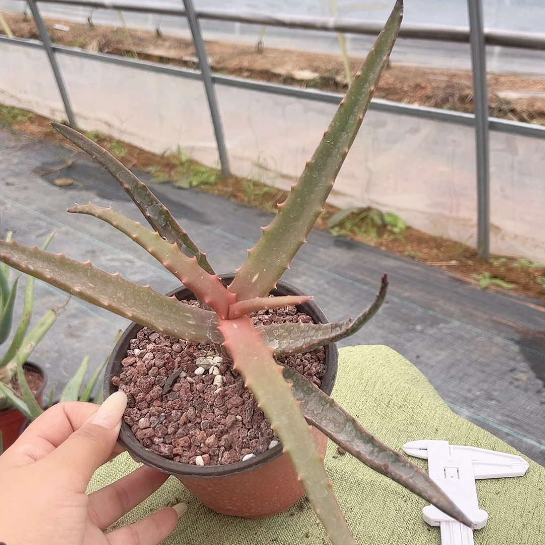 多肉植物凱魔龙芦荟