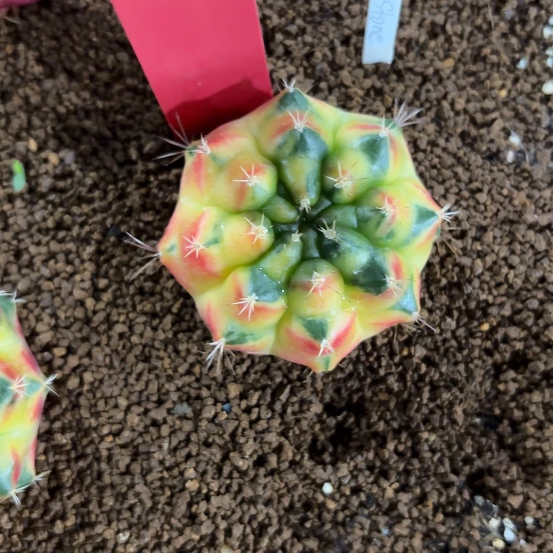 296-1212泰国发货多肉