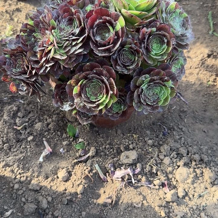 无花朵漠**蚁好咯哦呃呃呃呃呃呃