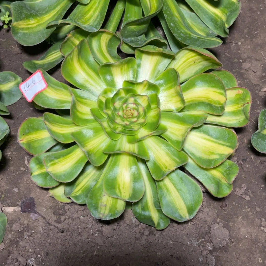 146多肉植物宽锦暴君