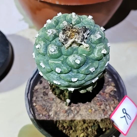 三角苗接鱼仙人球福78