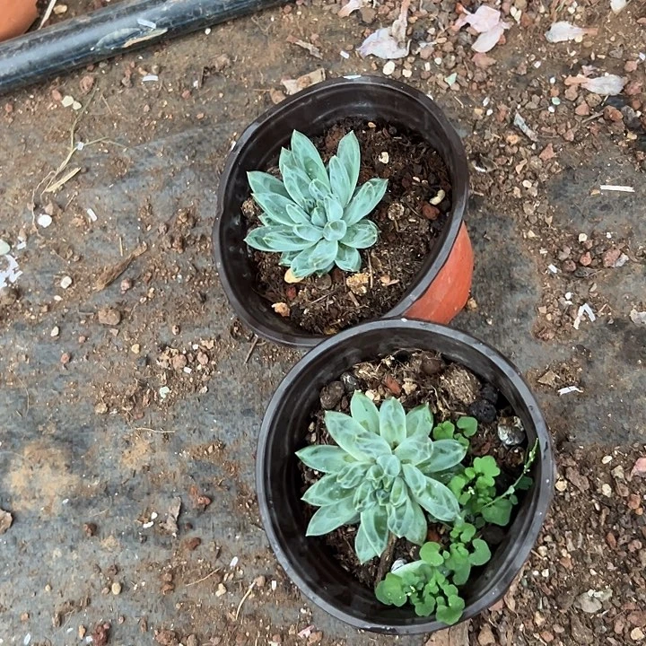 椰***岛多肉植物实物直播实物261