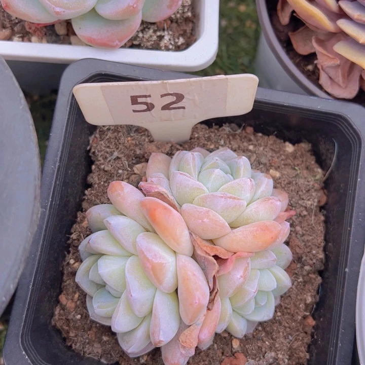 健健康康平平安安