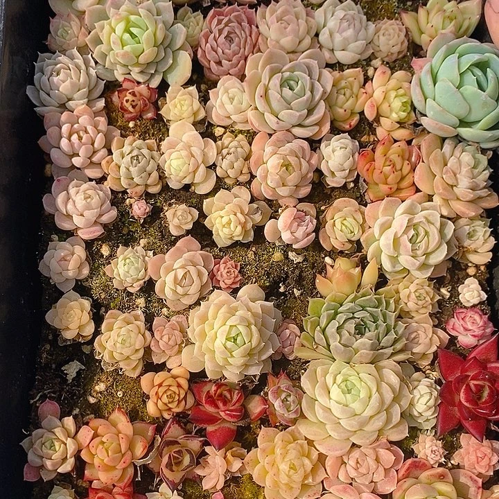 184 多肉植物盆栽花卉植物