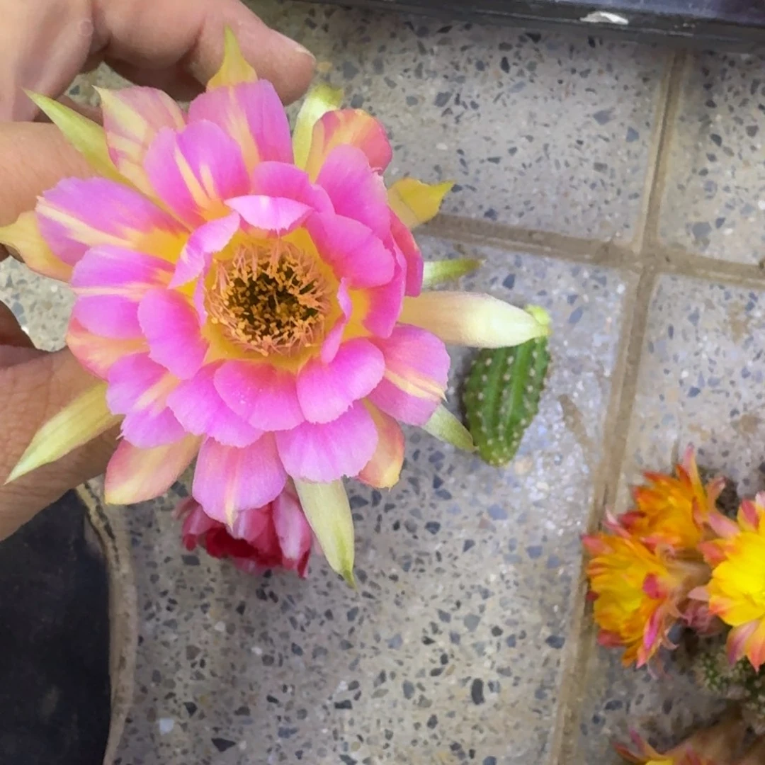 311丽花汤姆歪无根侧牙3公分左右，20包邮