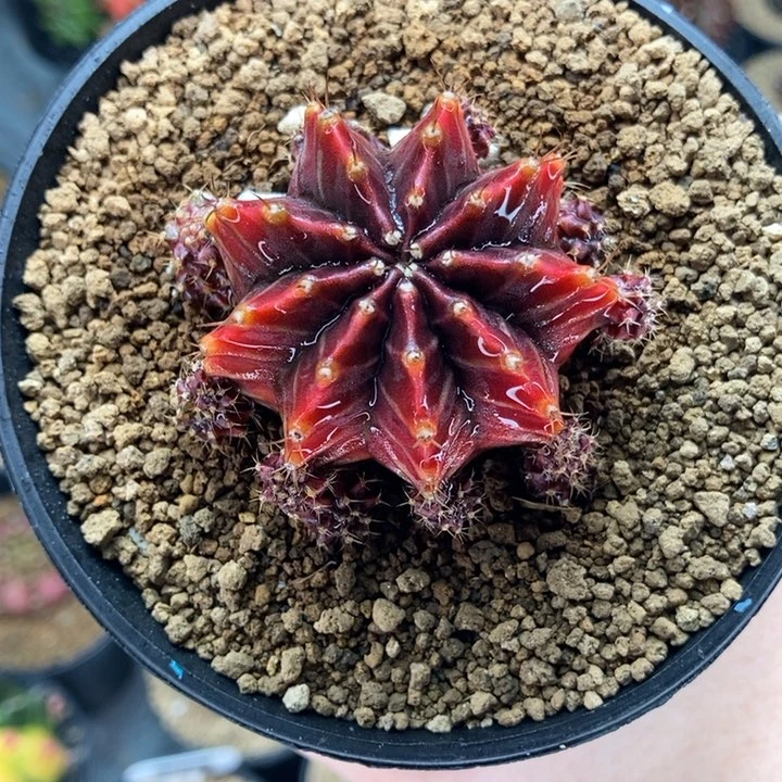 用****0专拍的 米哈仙人球