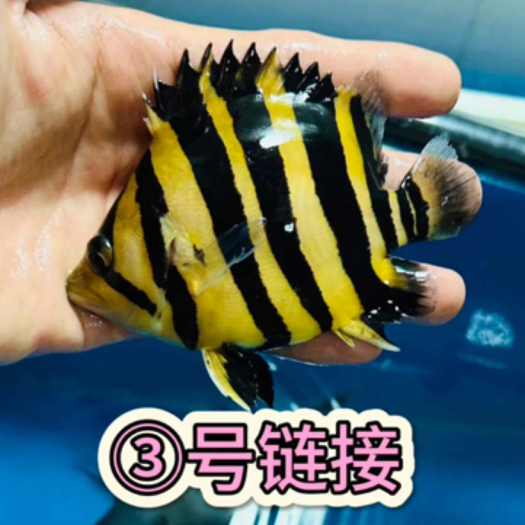（3号链接）直播竞拍虎鱼苏虎四纹虎三纹虎泰国虎活体观赏鱼热带鱼
