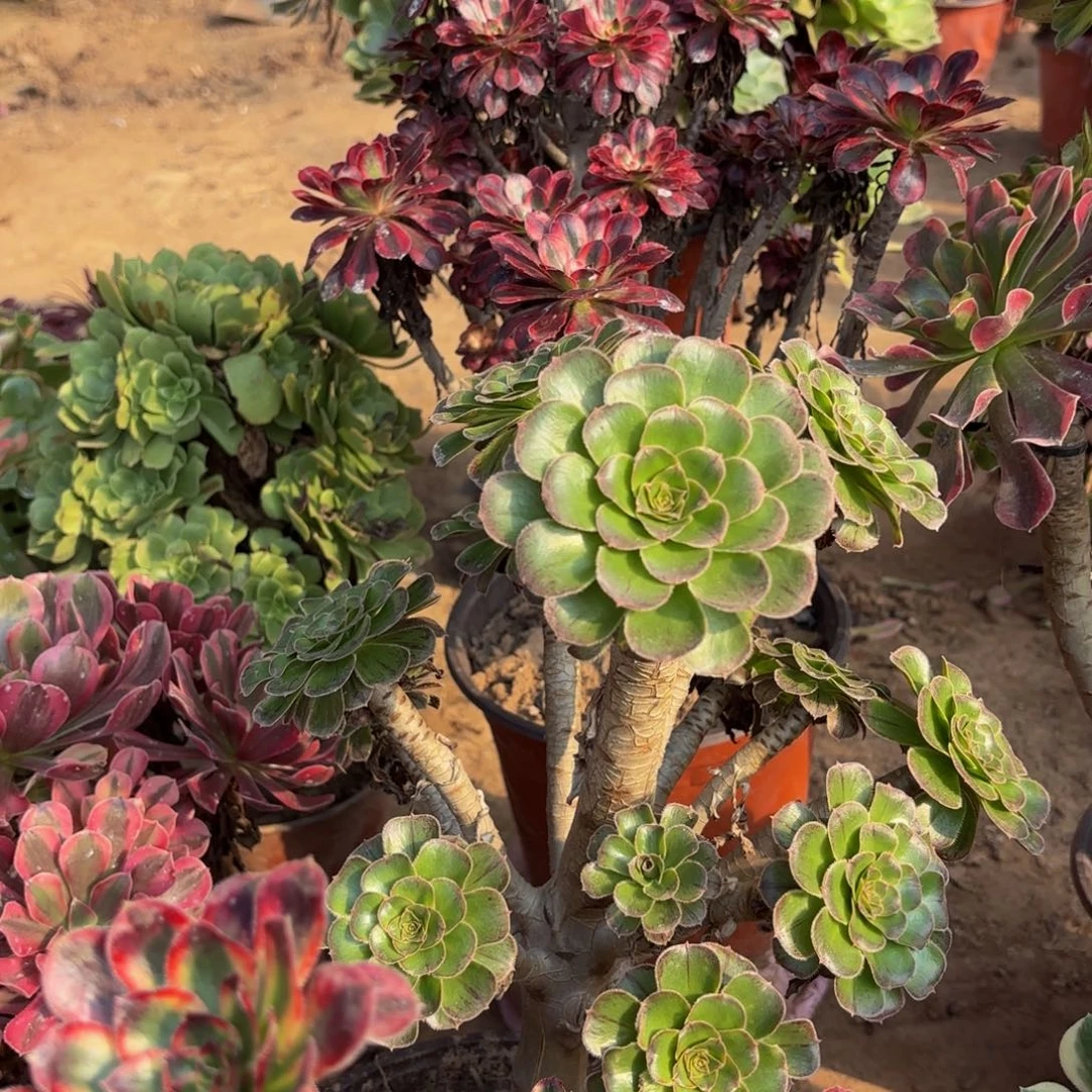 拉丝锦15.8法师多肉木质