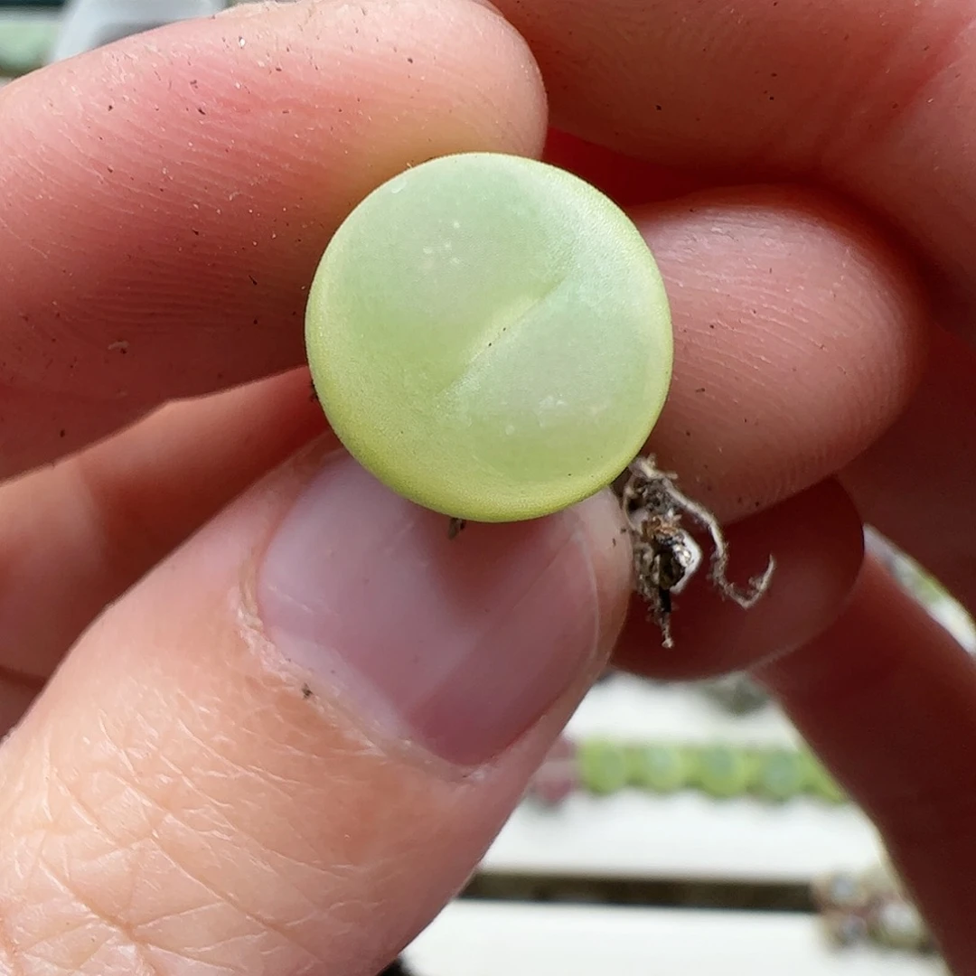【闪购商品】22 拉登