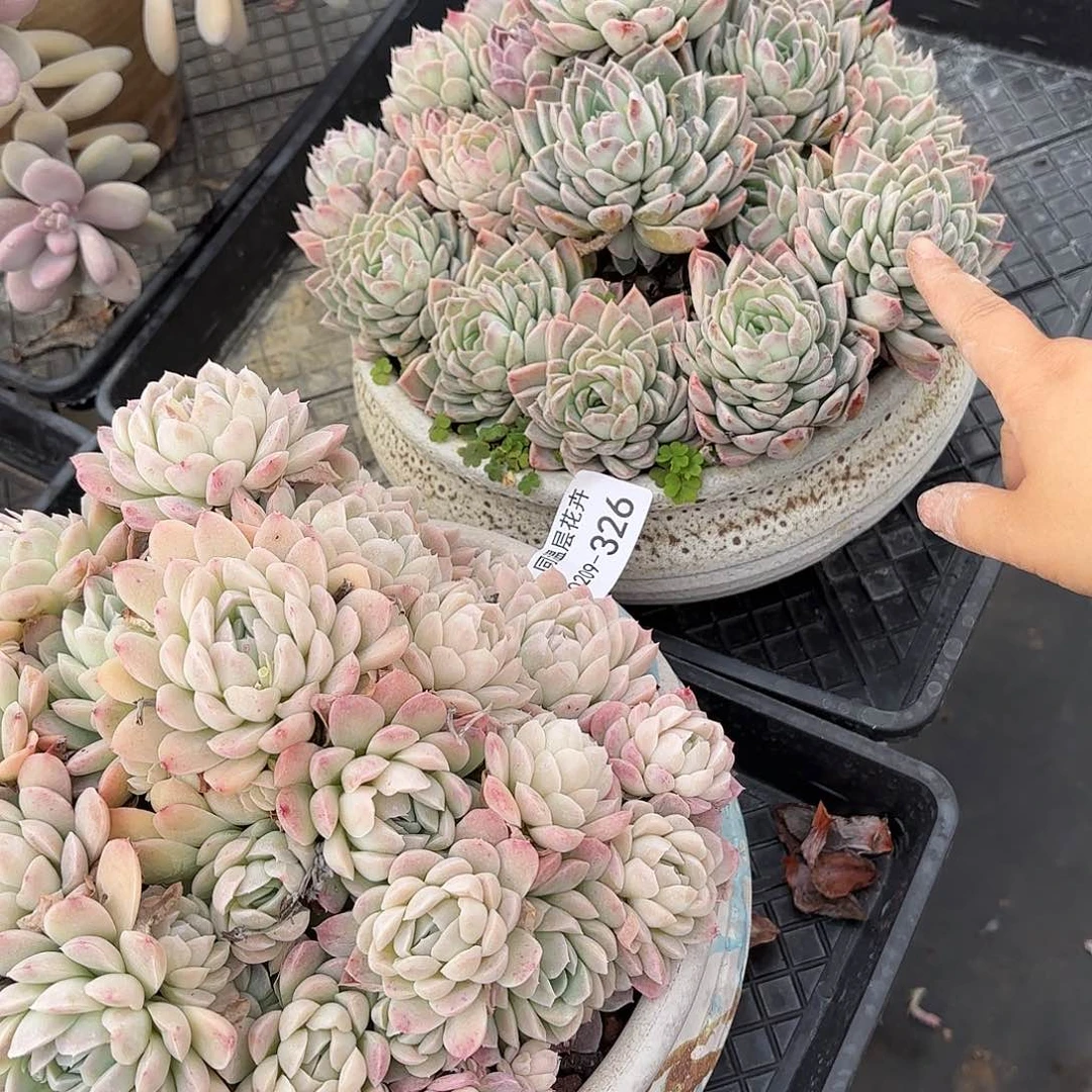 夜**央同温层多肉不知名326