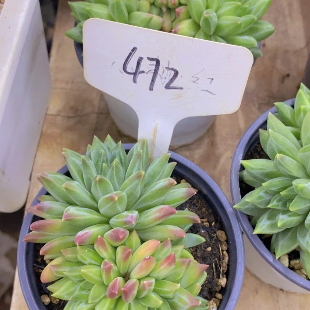 开心多肉，第一场破价，不做对比