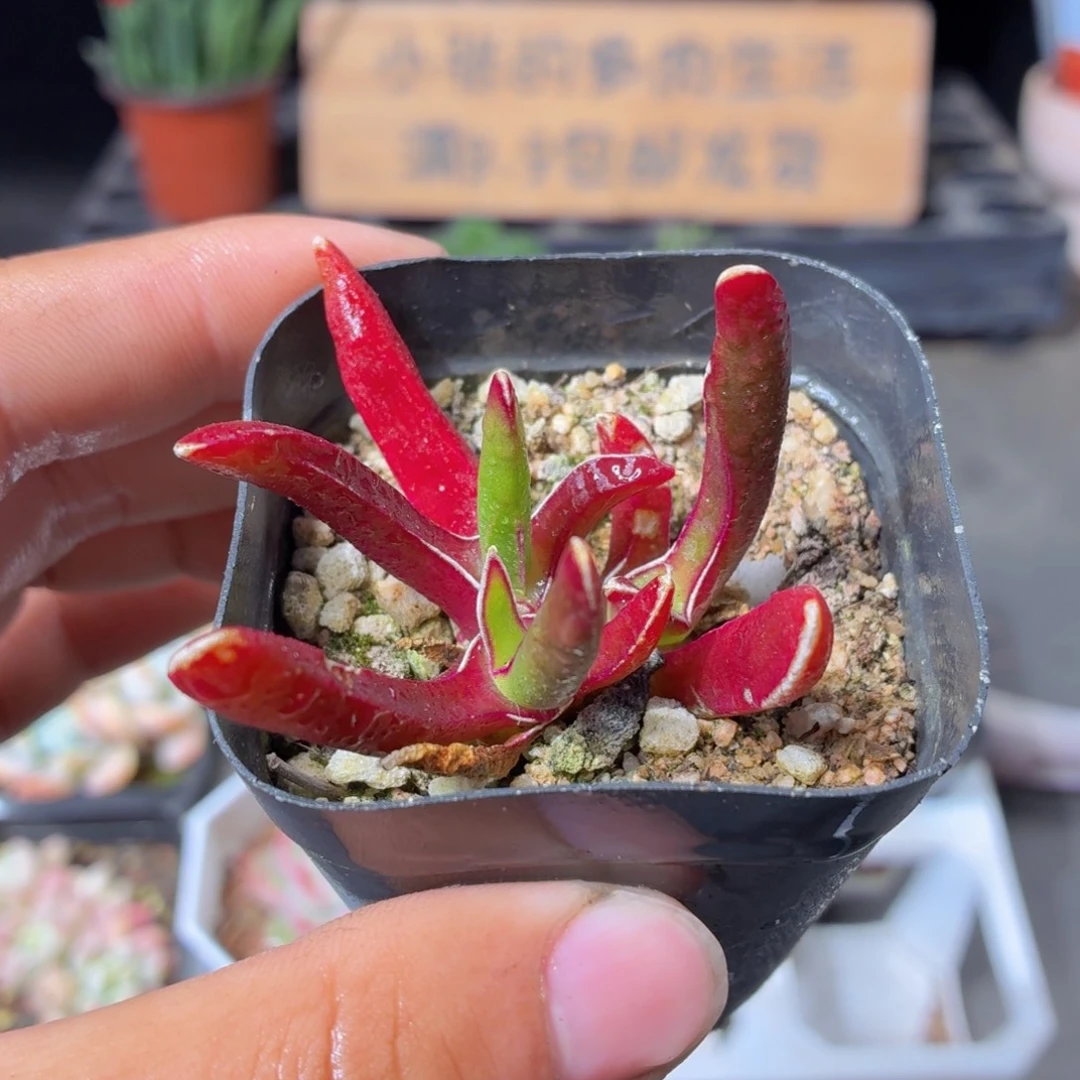 新妖多肉9.9包邮发货