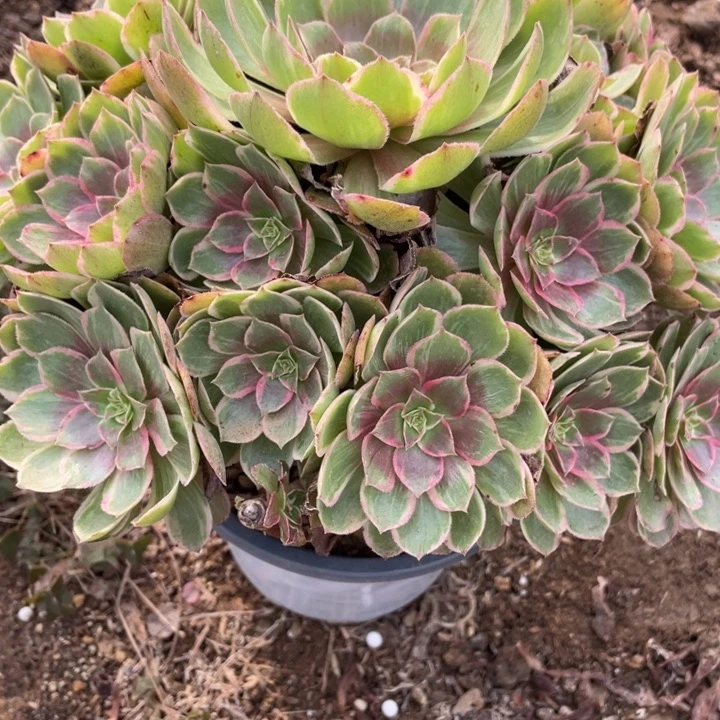 无花朵782多肉植物莲花座有断枝福利