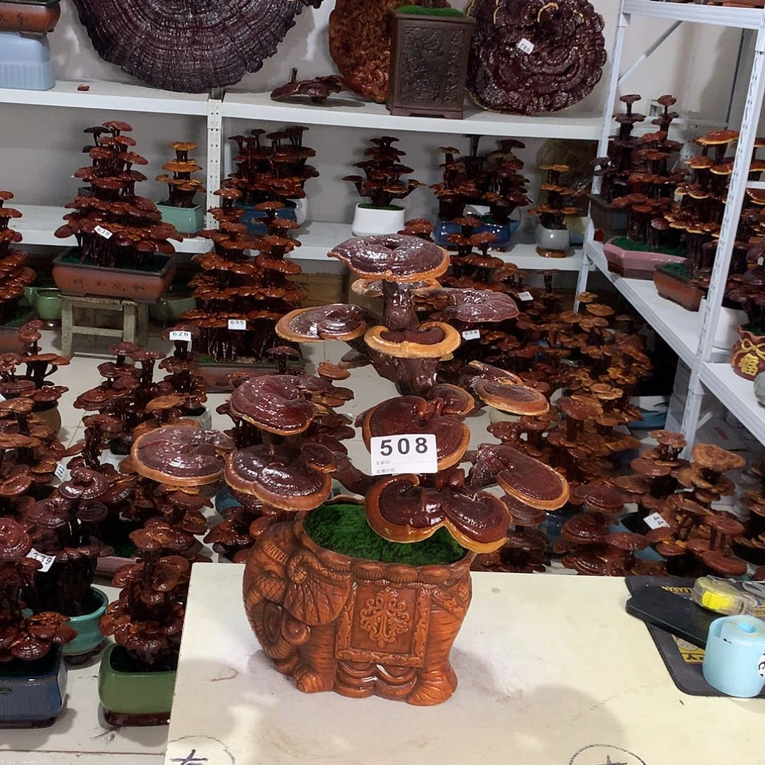 全部花朵88885555555555588