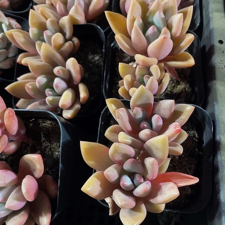 双头桃花源2.8带盆