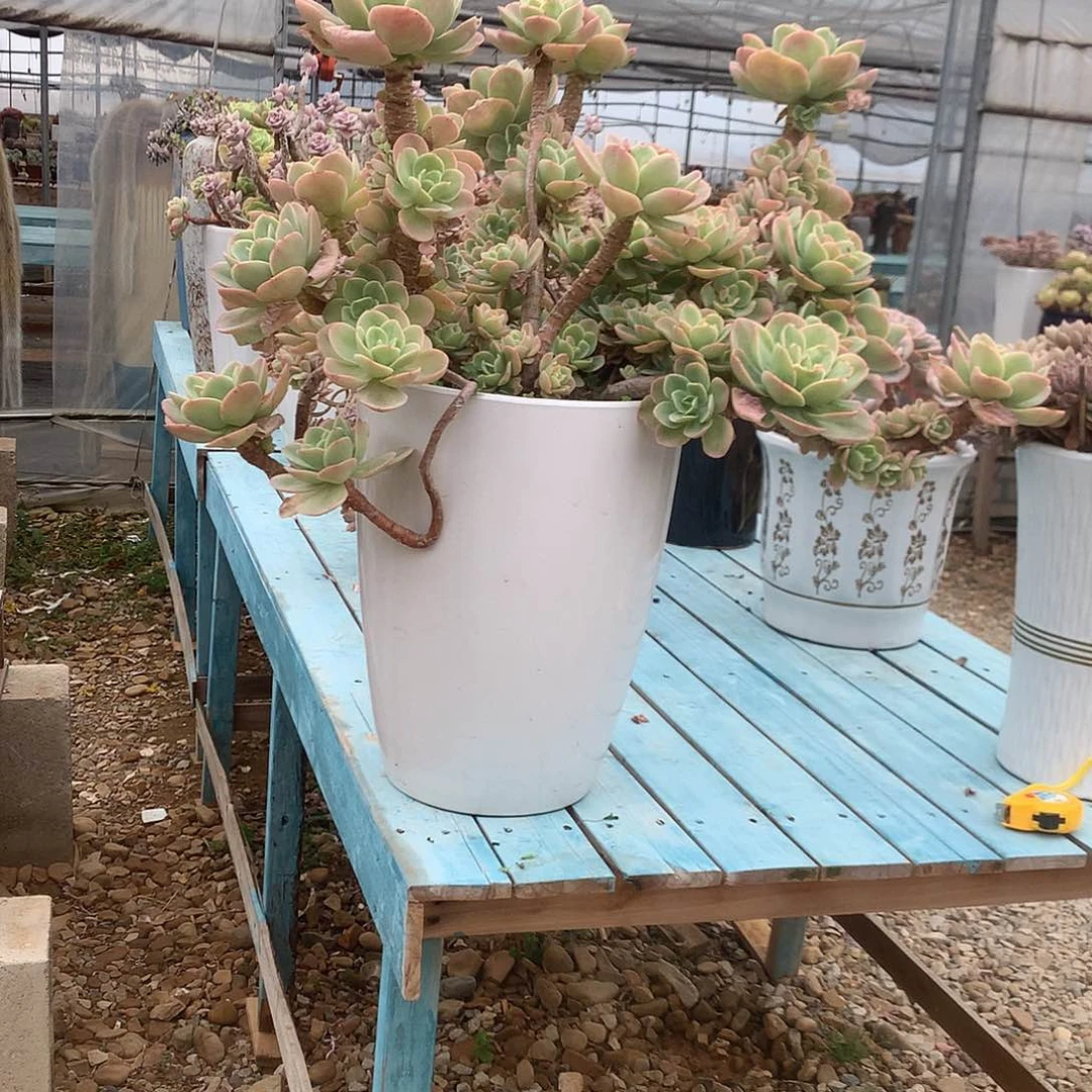 小*好骑兵碧桃多肉植物带盆