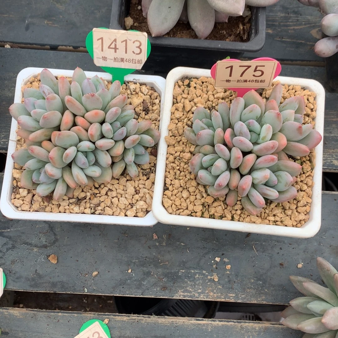 小***干珍舞奶酪2颗1413+175