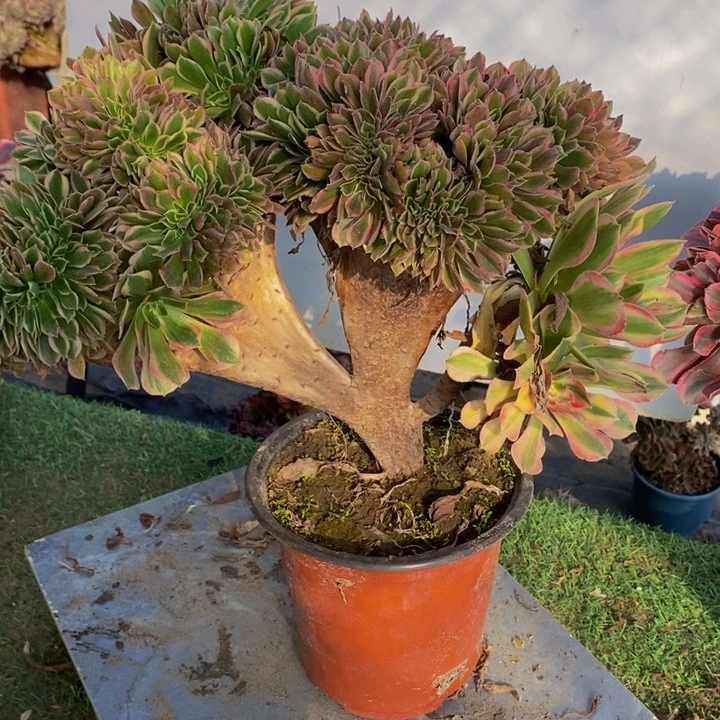 完全开放0471号女神缀化1颗