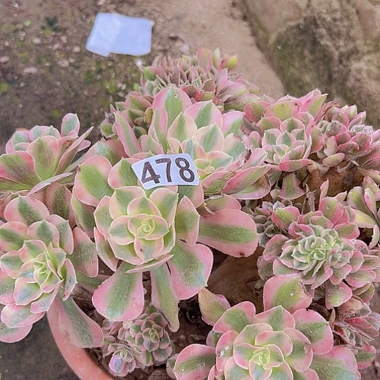 丹***丹多肉植物一个女巫追