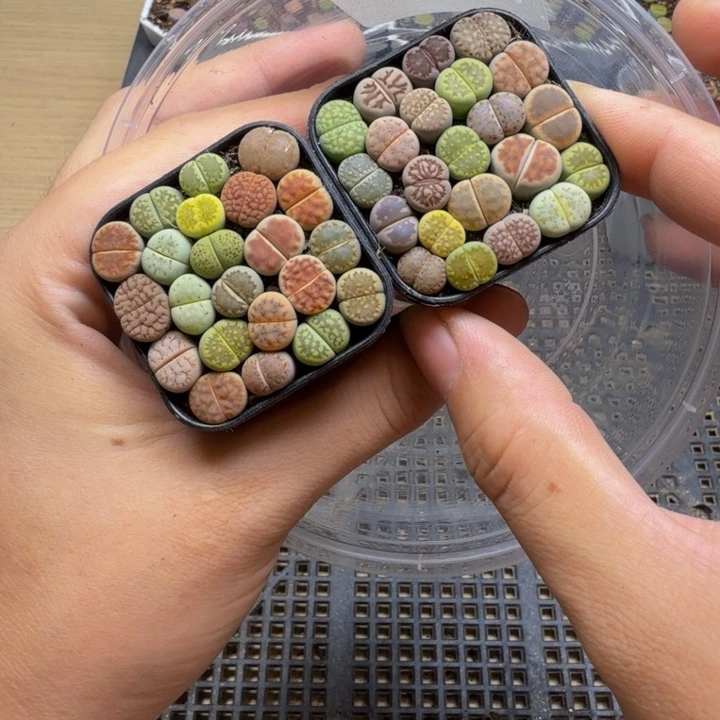 金***子多肉植物的生长发育193