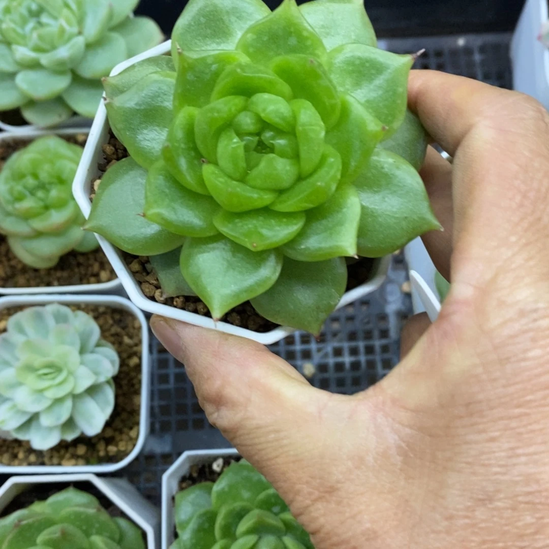 精品多肉一物一拍不包整85