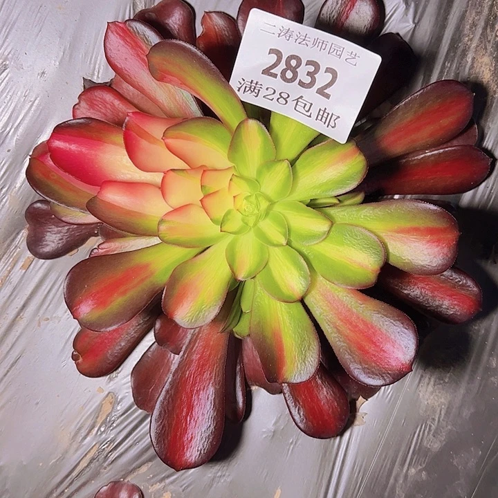 2832红日花脸多肉植物2号