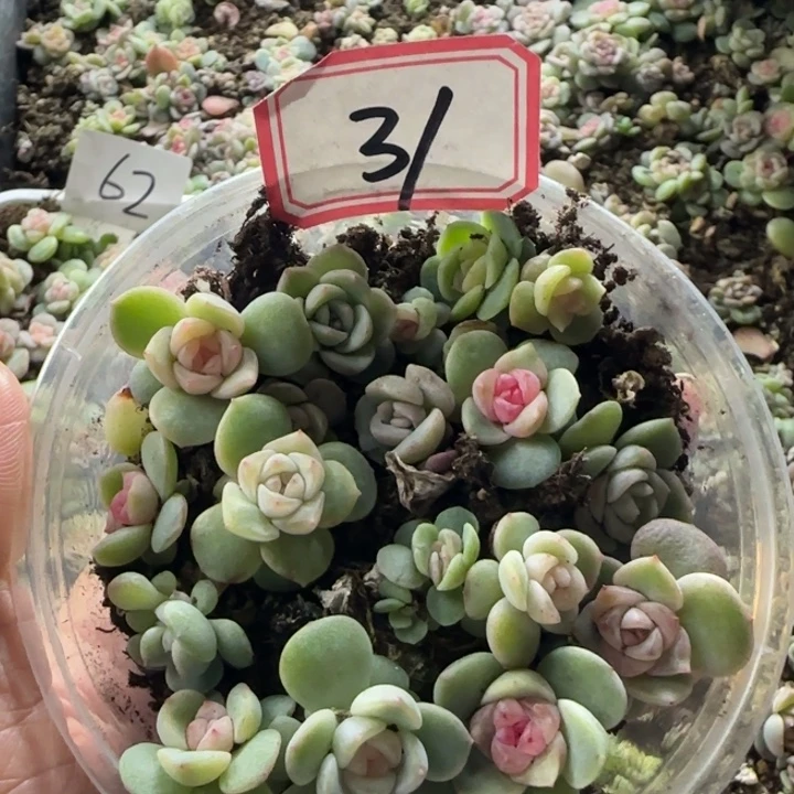 31号绝绝子多肉植物