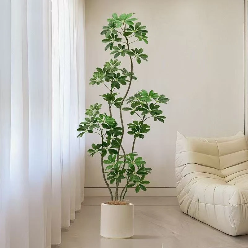 鸭脚木室内大型绿植可吸收甲醛净化空气旺宅好养