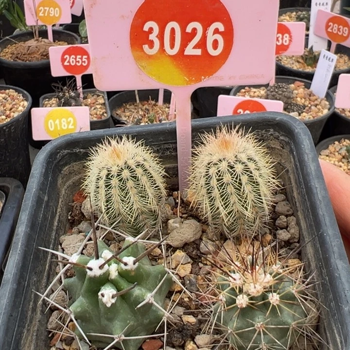 实生狂刺虾仙人球3026