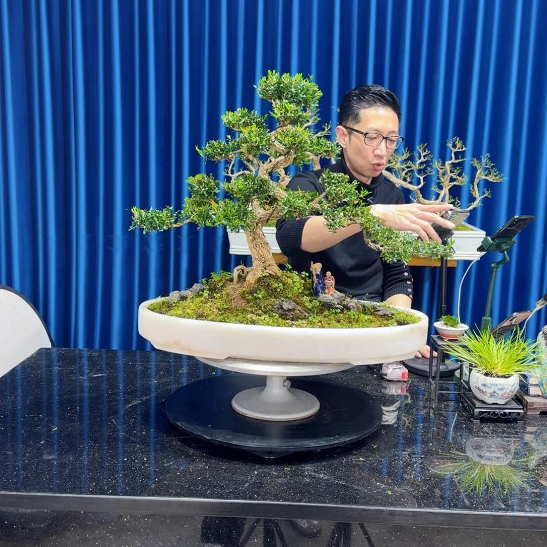 黄杨室内室外盆景艺术