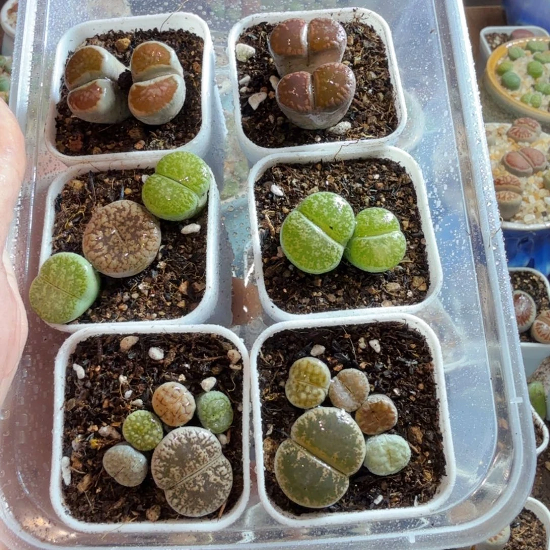 多肉葡萄的味道真的是太571