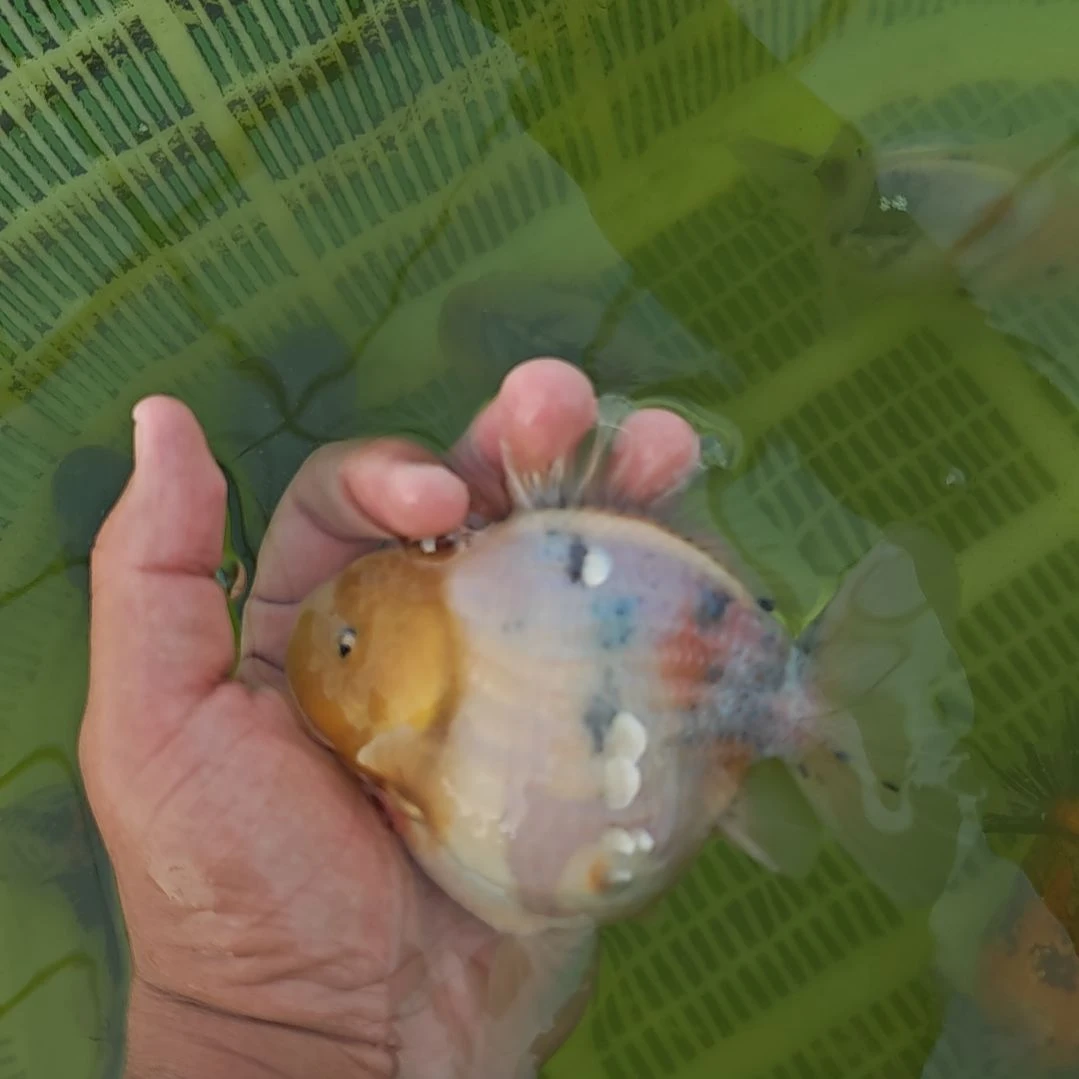 闪鳞麒麟泰狮金鱼