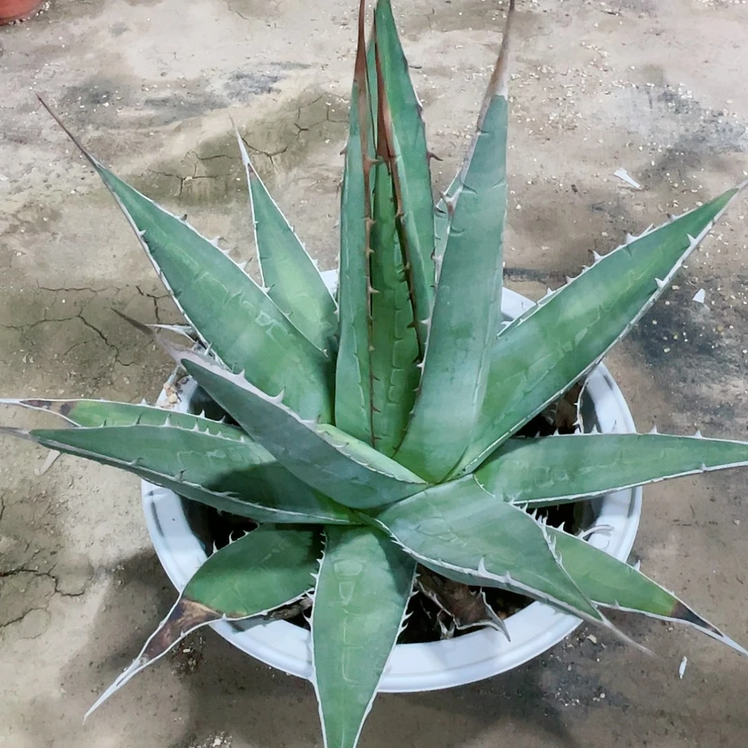 豪*帝施天大颗龙舌兰