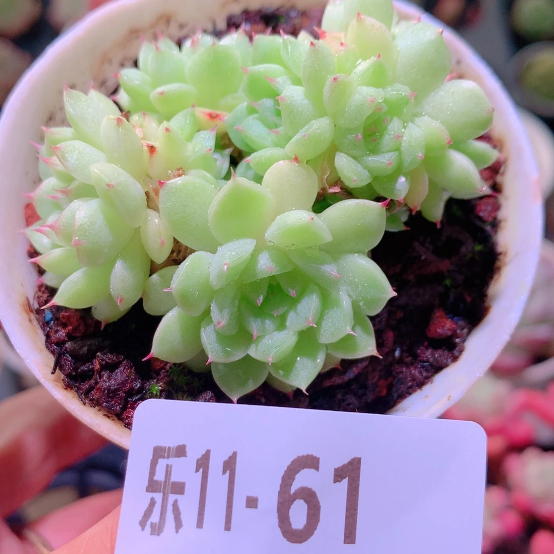 乐然11-61 海王群