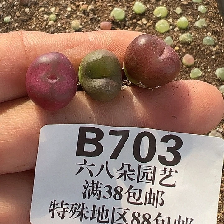 钧***钧无花朵703号吕毛杂3个