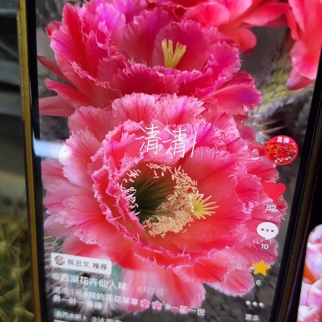 清清1毛侧牙20包邮1