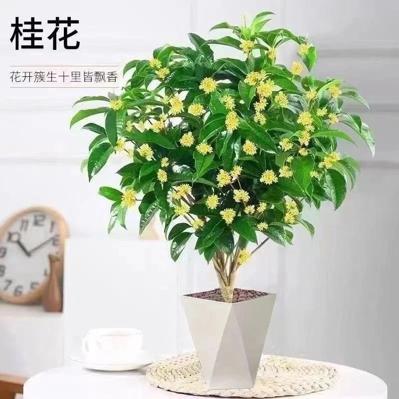 【四季桂花】盆栽浓香型耐寒适合室内外阳台庭院种植花卉 当月开花