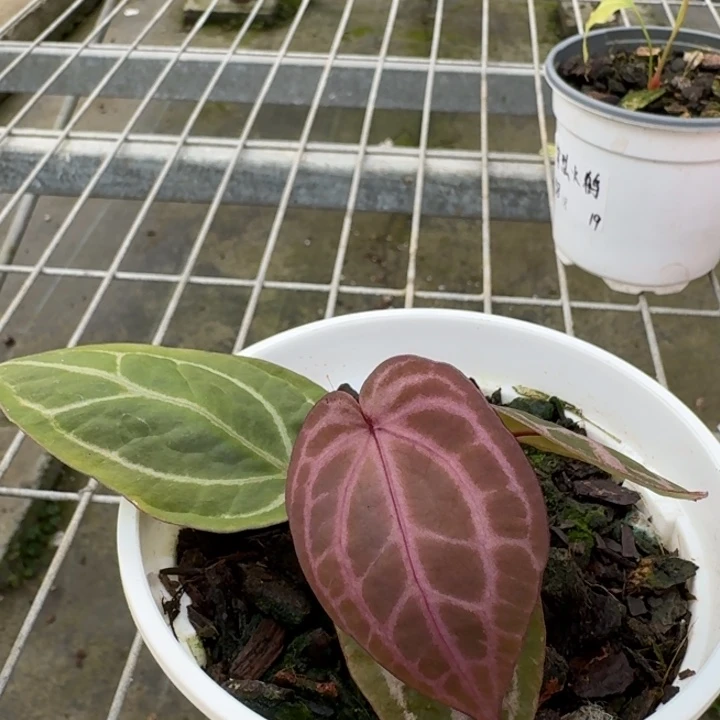 完全开放20号绝紫3头