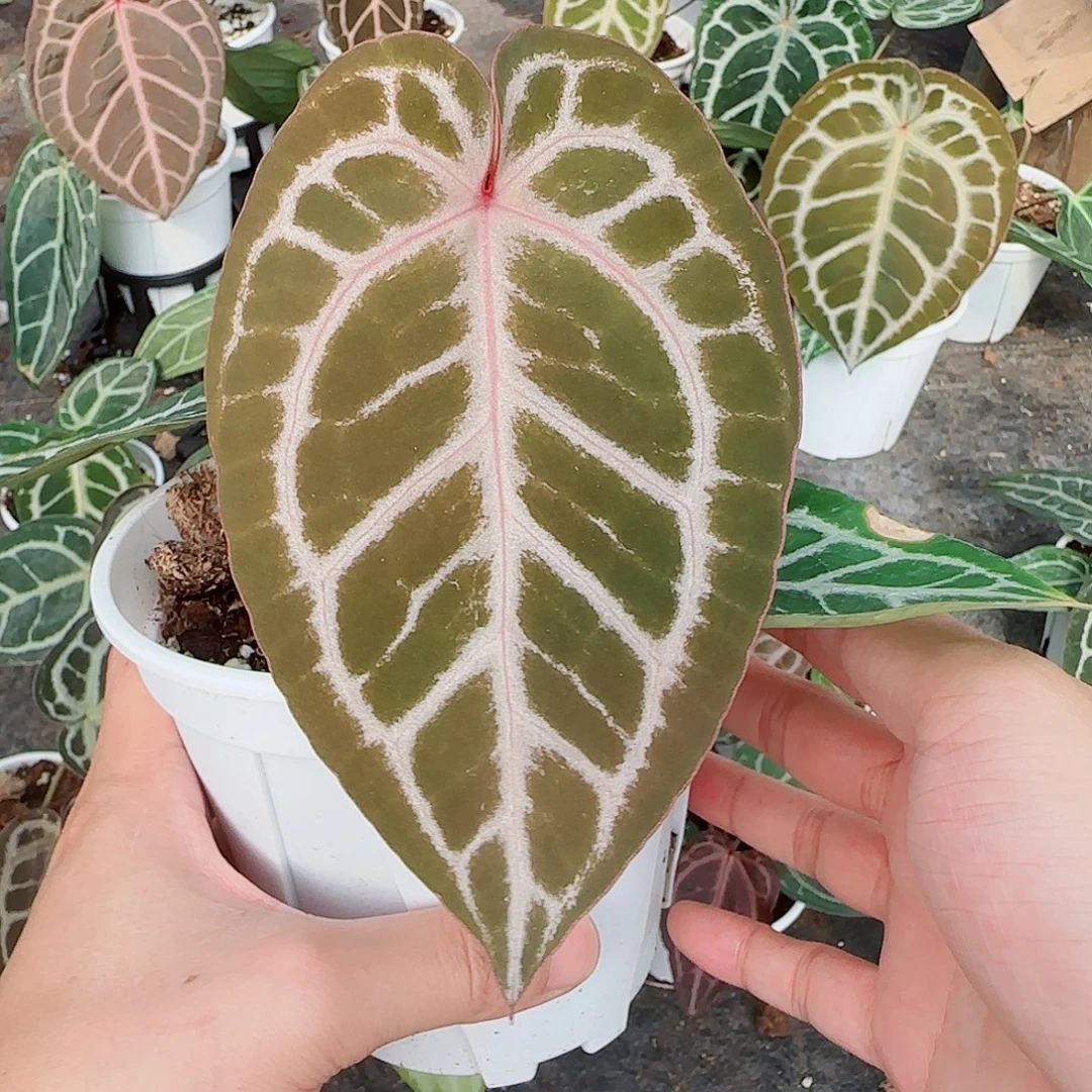 完全开放优选撕裂红