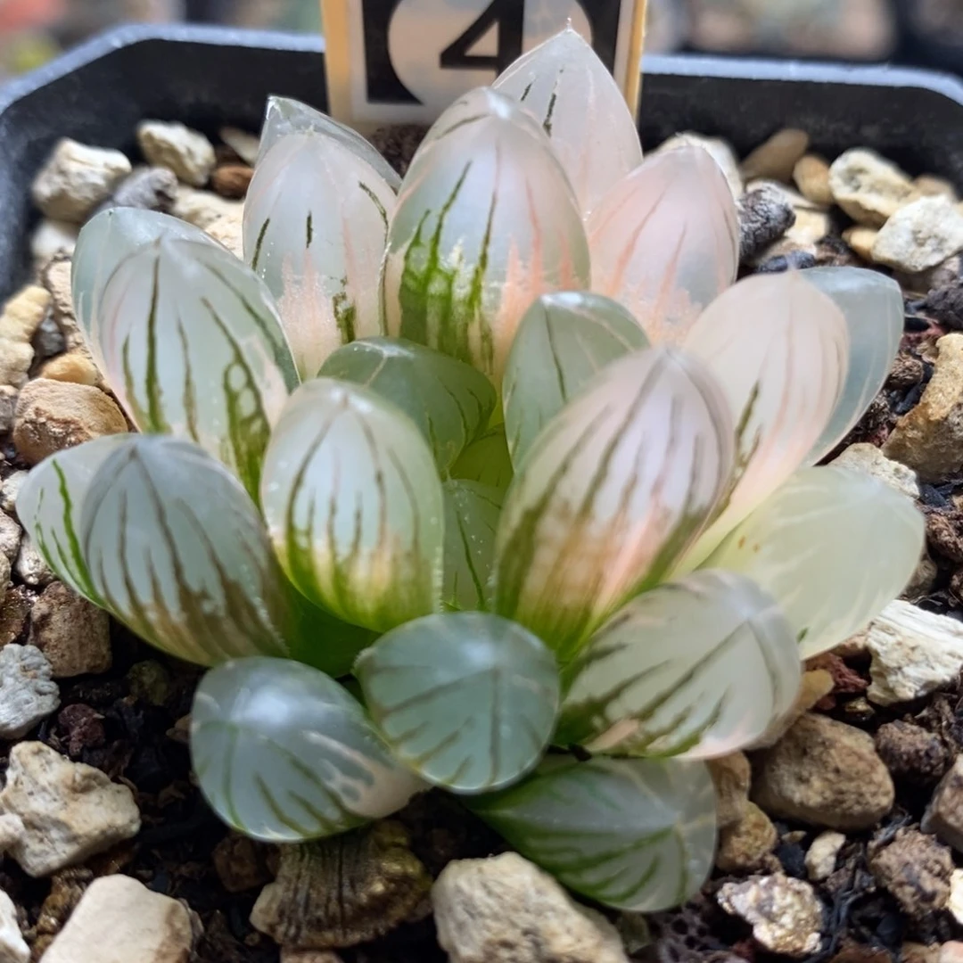 80霓虹灯玉露锦一物一拍