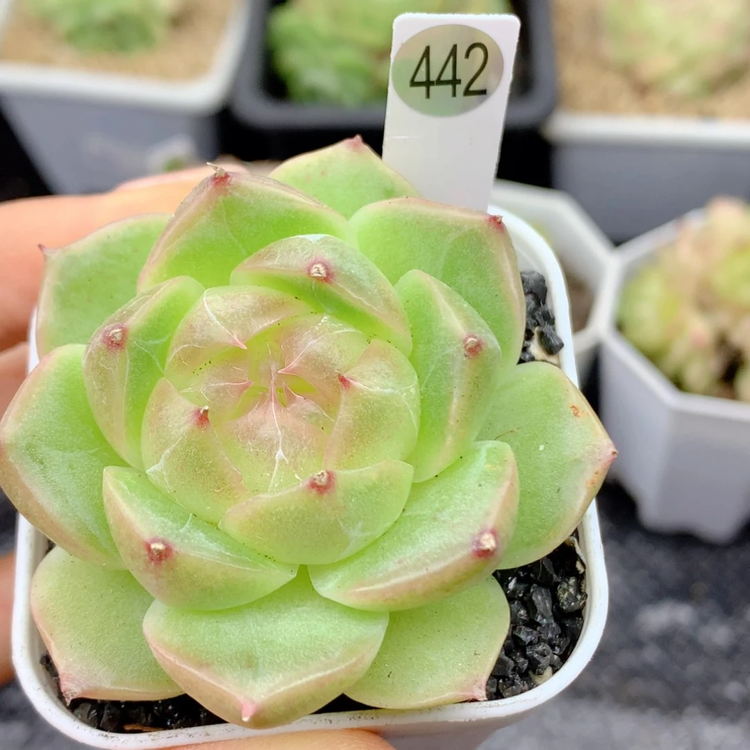 58包邮 群生不包整442