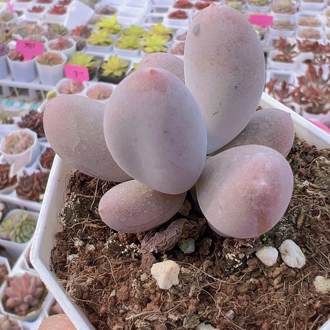 米可奶19包邮多肉植物